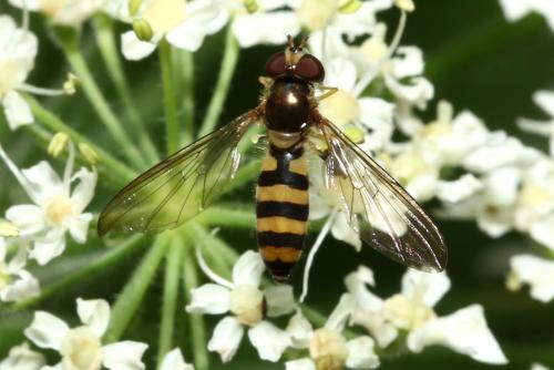 Meliscaeva cinctella